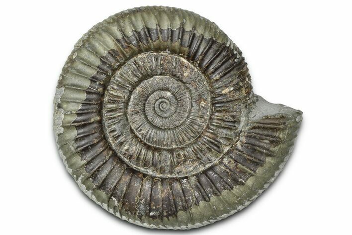 Jurassic Ammonite (Dactylioceras) Fossil - England #362484